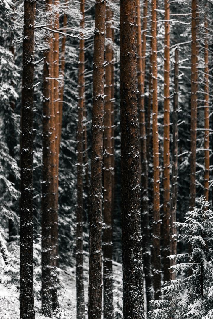 大雪覆盖的森林风景壁纸图片