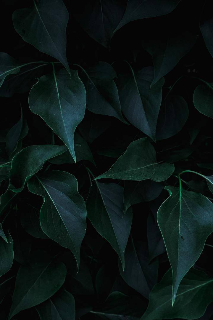高清墨绿色的树叶植物图片