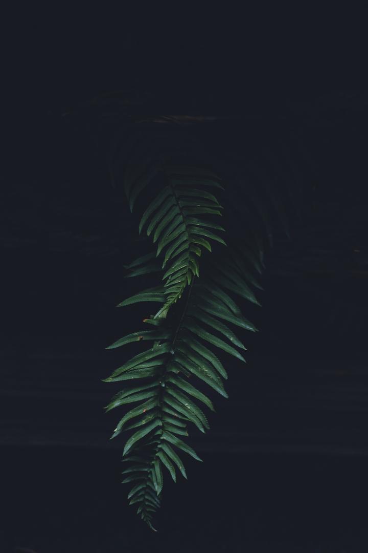 唯美植物图片乌毛蕨壁纸图片